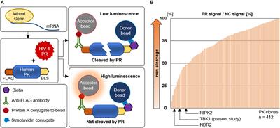 Cleavage of TANK-Binding Kinase 1 by HIV-1 Protease Triggers Viral Innate Immune Evasion